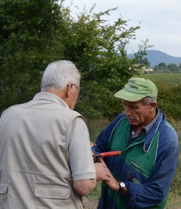 vendemmia