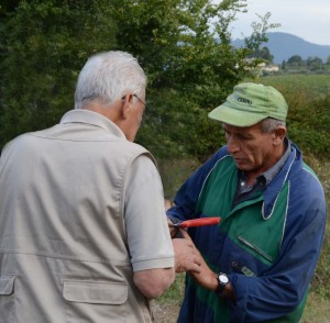 vendemmia