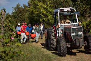 vendemmia persone