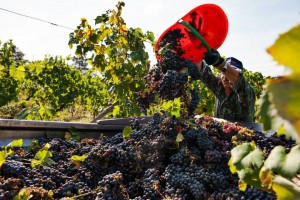 foto petriolo vendemmia 2014