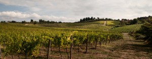territorio storia del vino
