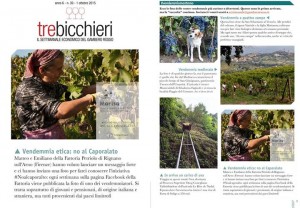 Petriolo Vendemmia 2015