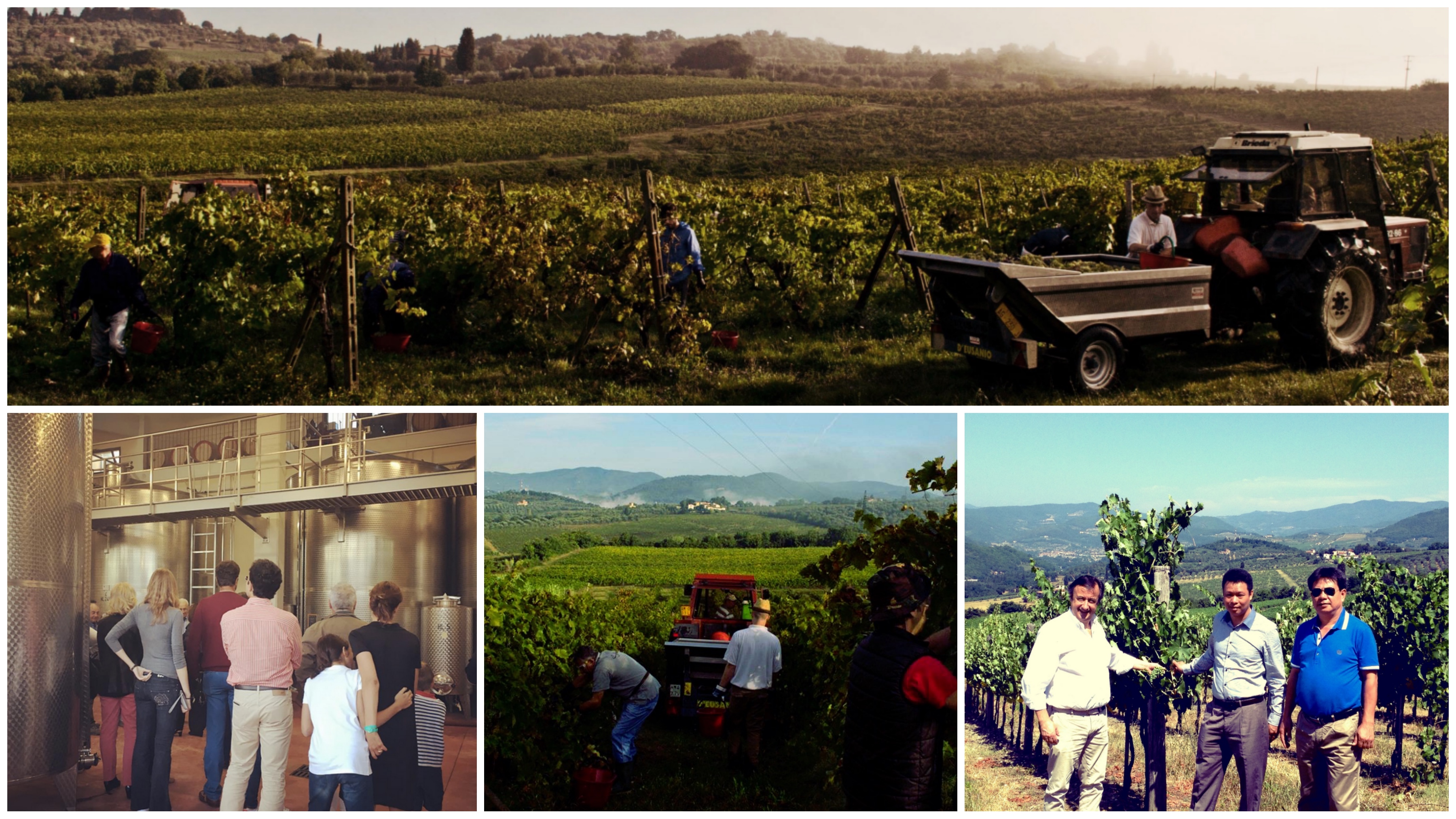 vendemmia 2016 collage visita