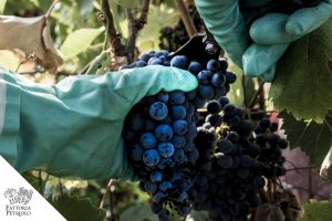 chianti 2016 -foto1-articolo