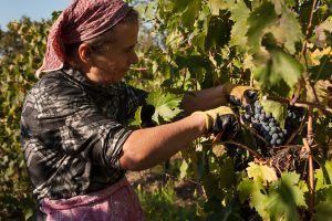 Marisa Petriolo Vendemmia 2015