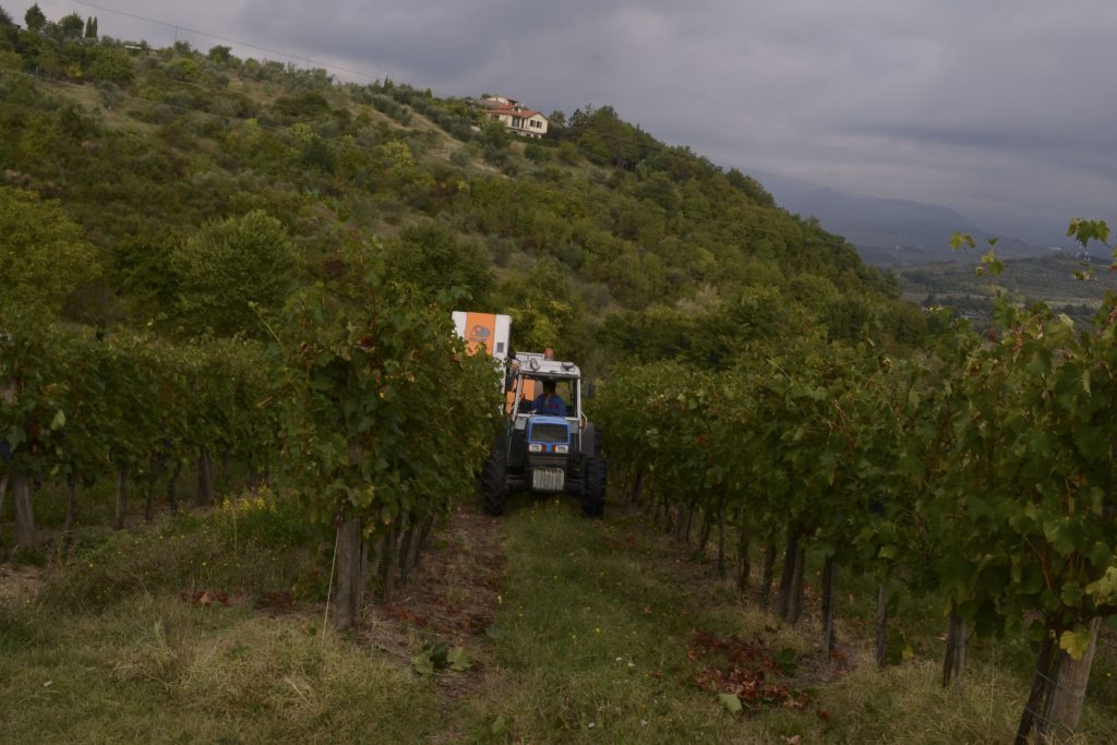 raccolta dell'uva a macchina