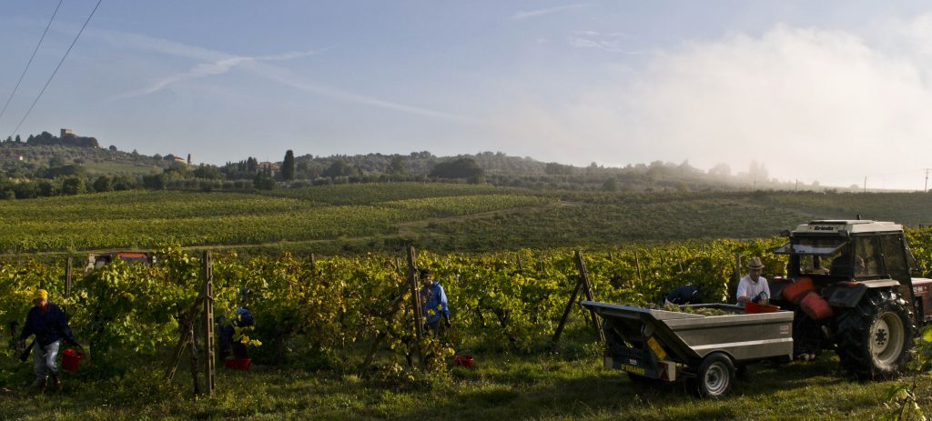 raccolta dell'uva a mano