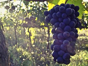 vendemmia 2016 - copertina_11