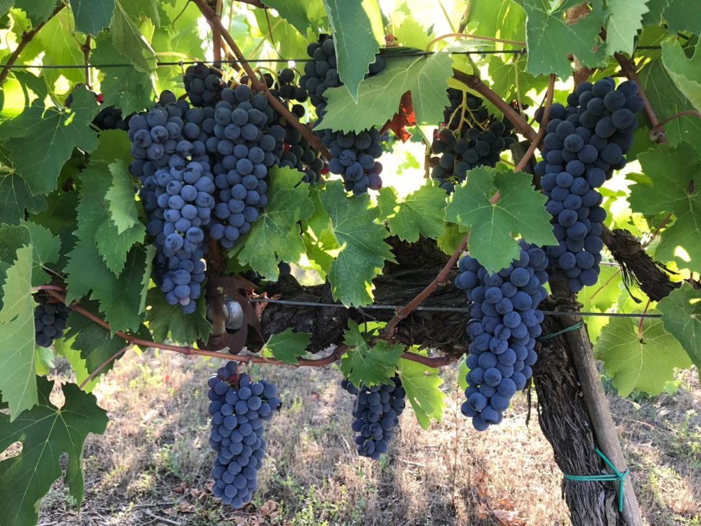 foto 1 vendemmia 2017