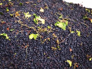 copertina vendemmia 2017 tris