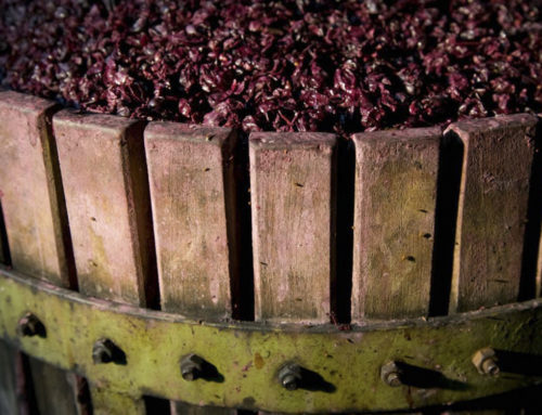 Racking | How is it done at Fattoria Petriolo?