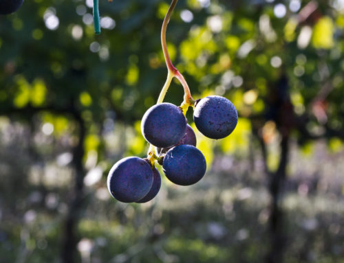 Vendemmia 2018 | Ripartire con slancio