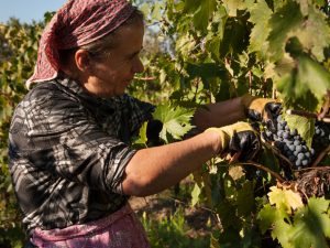coperitina vendemmia 2015 Petriolo vini