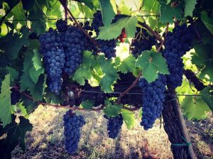 foto 1 vendemmia 2017 bis