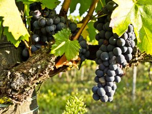 vendemmia 2019 copertina