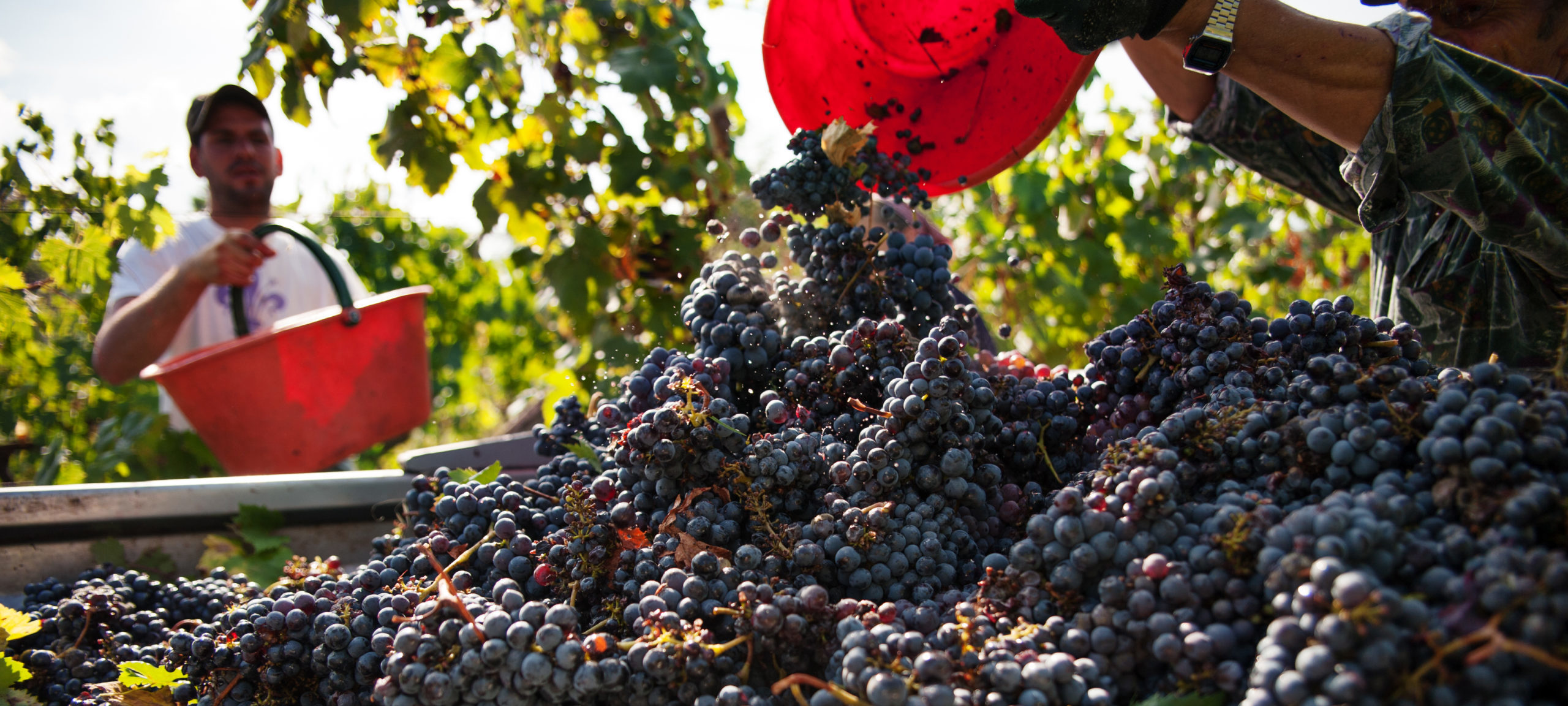 winery fattoria petriolo