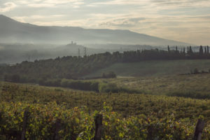 azienda fattoria petriolo