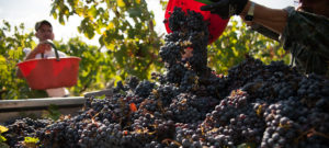 azienda fattoria petriolo