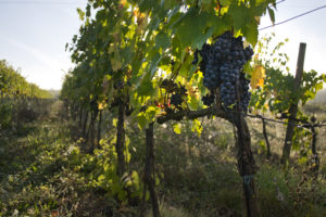 tenuta 3