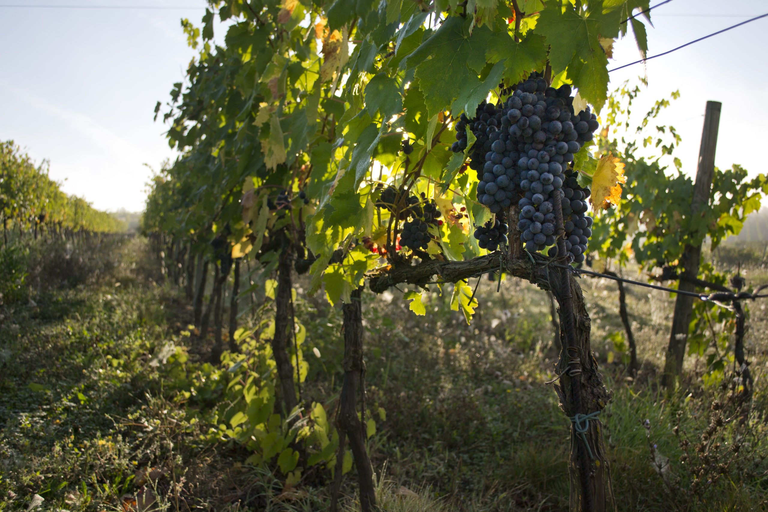 tenuta fattoria petriolo